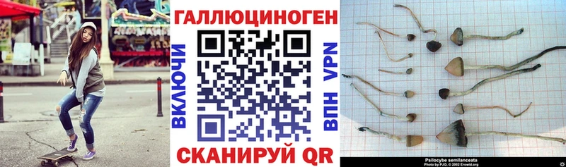 Псилоцибиновые грибы GOLDEN TEACHER Могоча